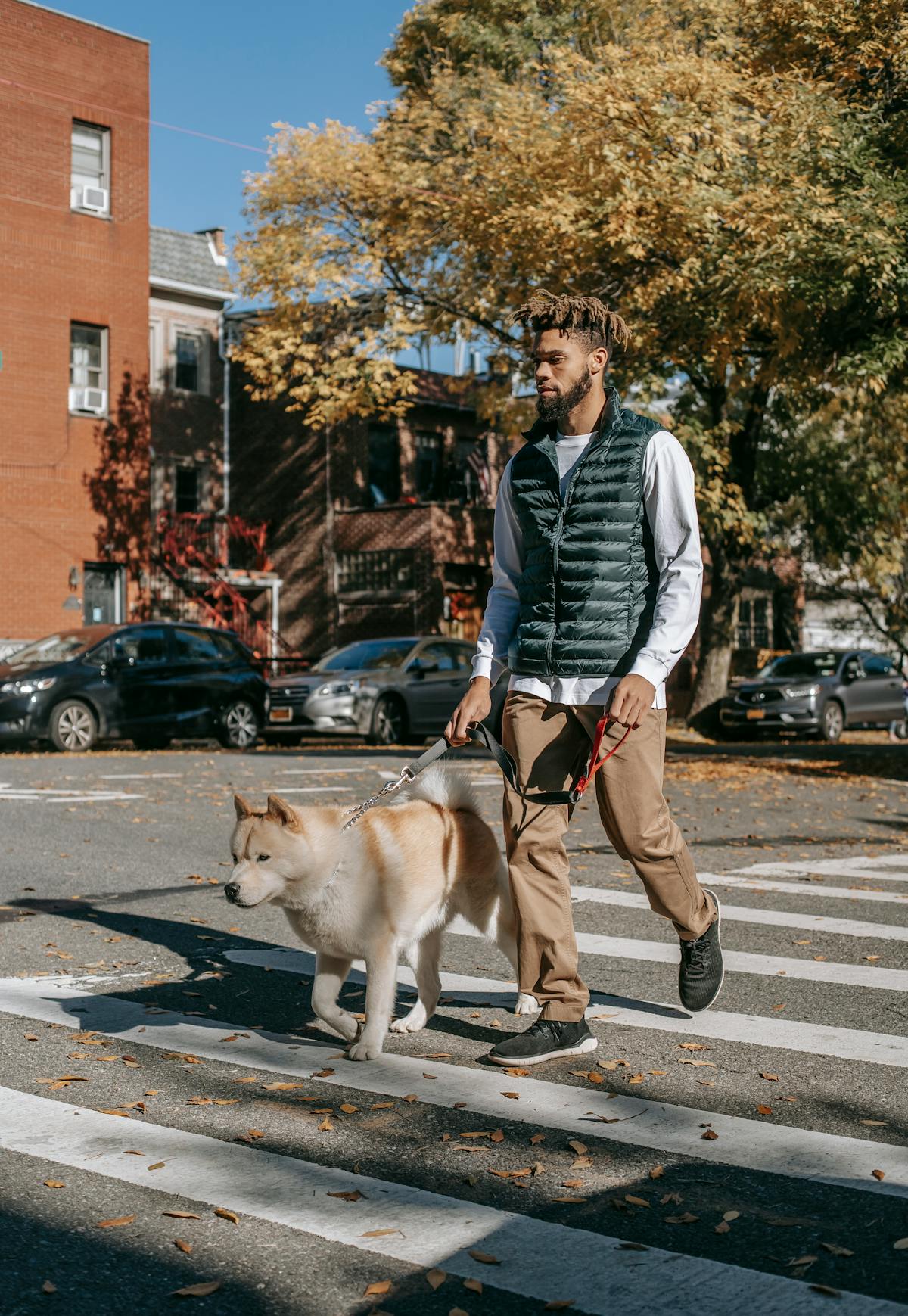 Promener son Grand Chien la Nuit : Sécurité et Visibilité