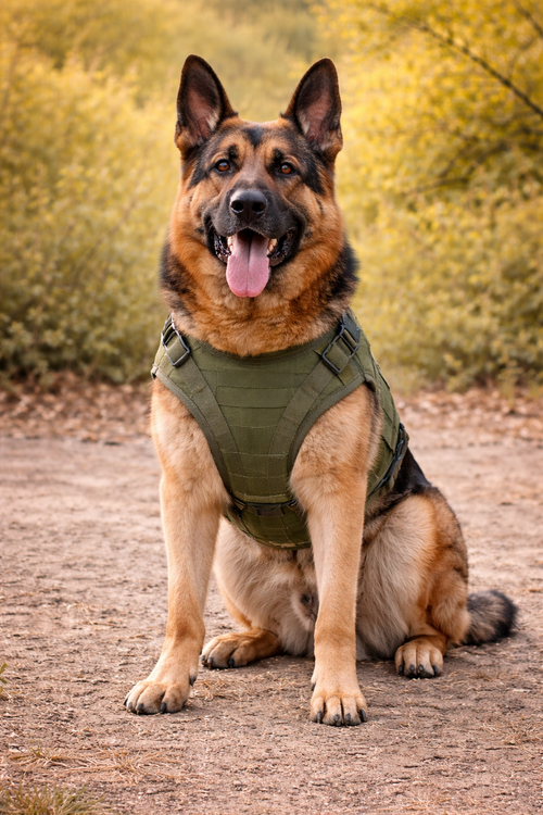 Harnais tactique militaire MOLLE grand chien — harnais tactique MOLLE vue principale