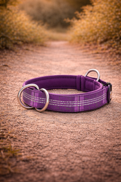 Collier semi-étrangleur anti-traction grand chien — détail du rembourrage néoprène confort