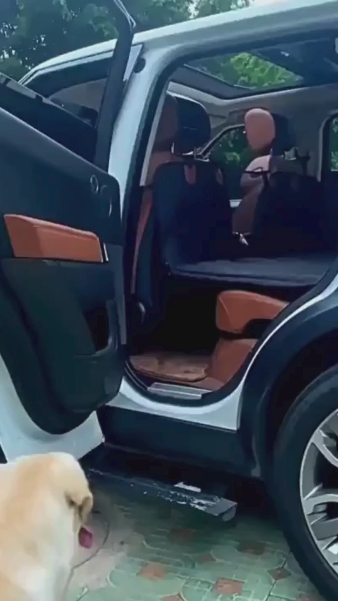 Plateforme Voyage Chien XL – Extension Banquette Imperméable